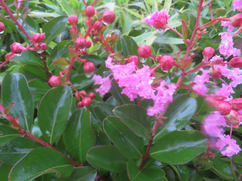 ピンク色の花 新着情報 新潟県立島見緑地 聖籠緑地